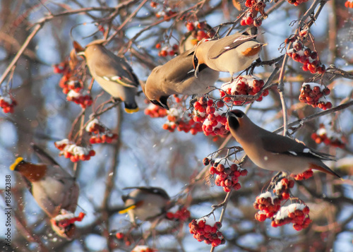 Waxwings on the branch of mountain ash