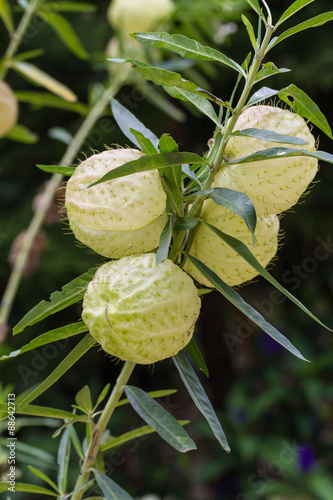 Gomphocarpus physocarpus, commonly known as balloonplan or swan photo