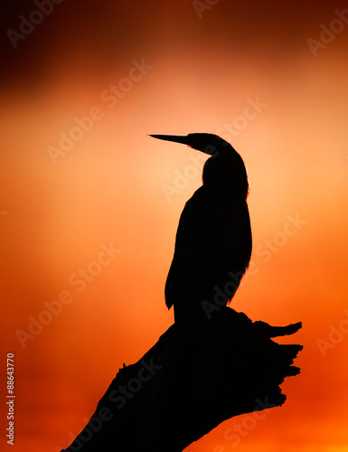 Darter silhouette with misty sunrise