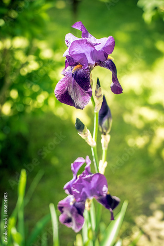 Purple iris flower © agni_irys
