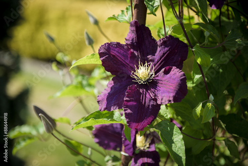 Purple clematis flower © agni_irys