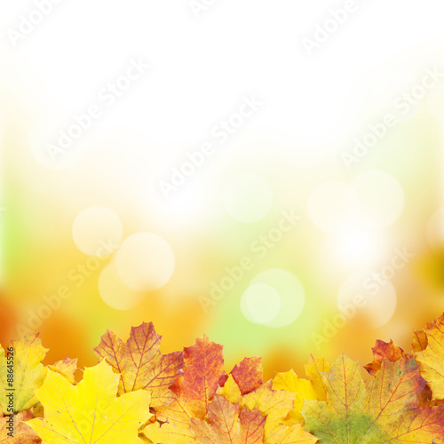 Autumn background with maple leaves