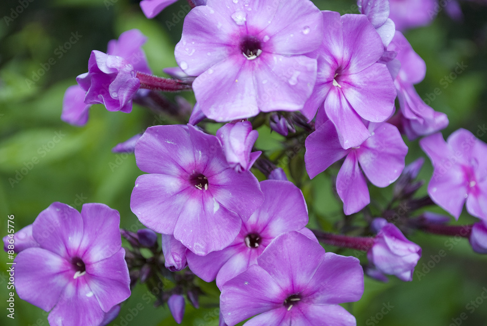 Fototapeta premium Flammenblume, Phlox Blüte in pink, Nahaufnahme