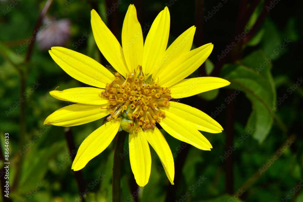 Yellow bush daisy Latin name Euryops pectinatus Yellow bush daisy Latin name Euryops pectinatus