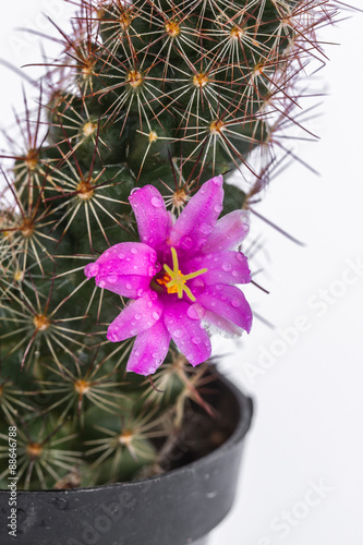 Fototapeta Naklejka Na Ścianę i Meble -  Cactus in flowerpot isolated on white background