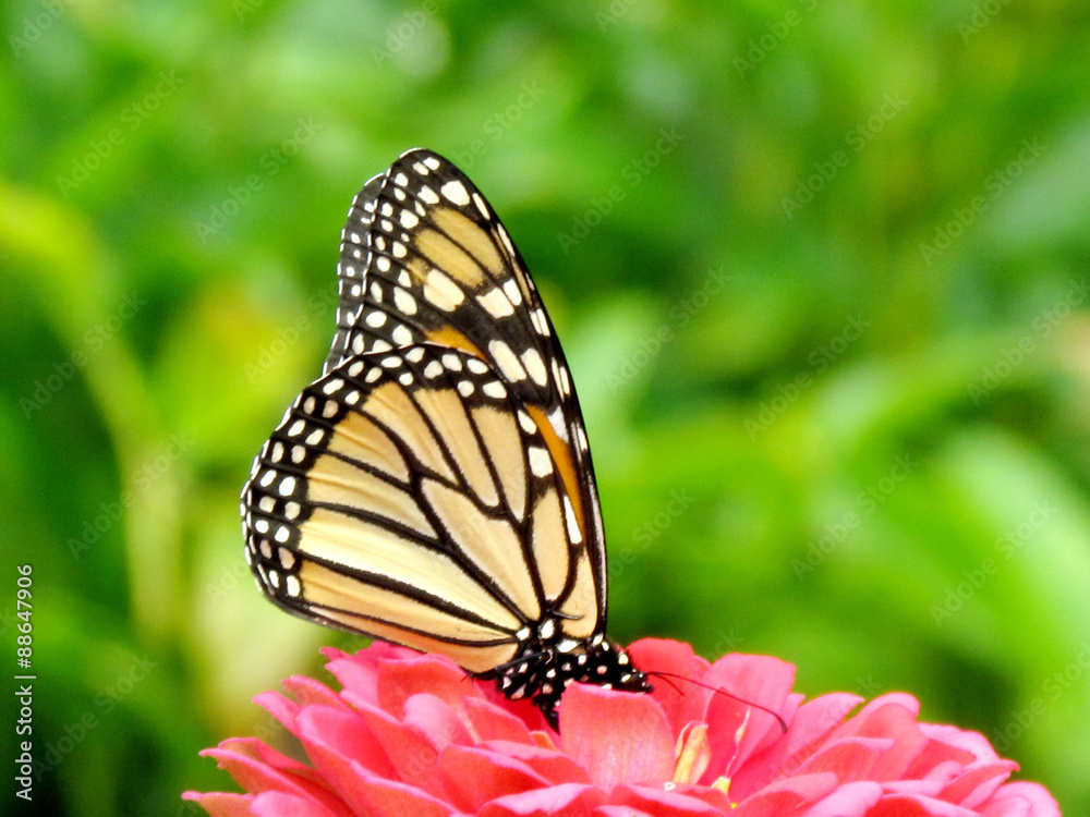 Fototapeta premium Toronto High Park monarch on red flower 2015