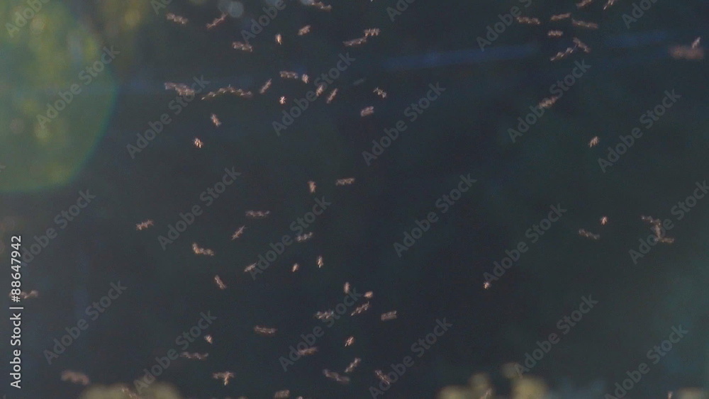 A Swarm of Mosquitoes on the Forest Background/ A swarm of mosquitoes flying in the summer. A lot of mosquitoes. Flying insects.
A Swarm of Mosquitoes on the Forest Background/ A swarm of mosquitoes flying in the summer. A lot of mosquitoes. Flying insects.