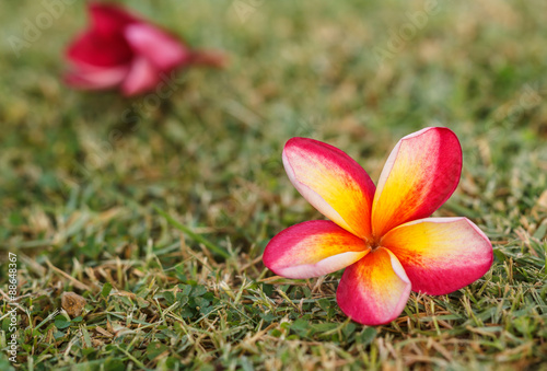 Fototapeta Naklejka Na Ścianę i Meble -  Plumeria flowers beautiful