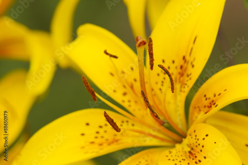 Yellow lily flowers.