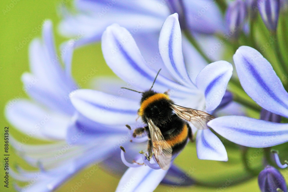 bee background bumble bee flower copy space collecting pollen pollination African agapanthus (Agapathus africanus) stock, photo, photograph, image, picture, press, bee background bumble bee flower copy space collecting pollen pollination African agapanthus (Agapathus africanus) stock, photo, photograph, image, picture, press,