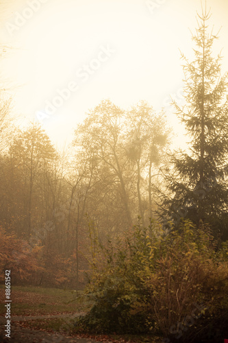 Trees in autumn park foggy day
