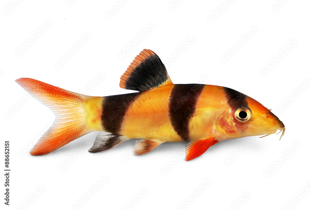 Fototapeta premium Clown loach tiger botia catfish Botia macracanthus aquarium fish