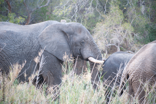 Elephants of Kruger Park
