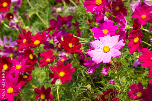 Colorful cosmos flower in nature