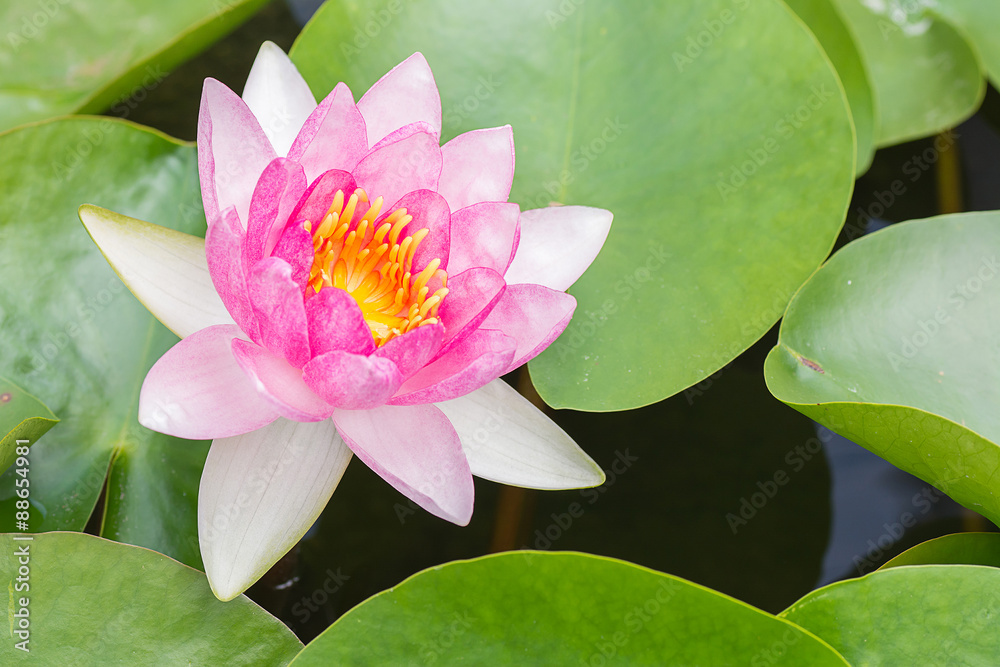 White violet water lily lotus flower. White violet water lily lotus flower.