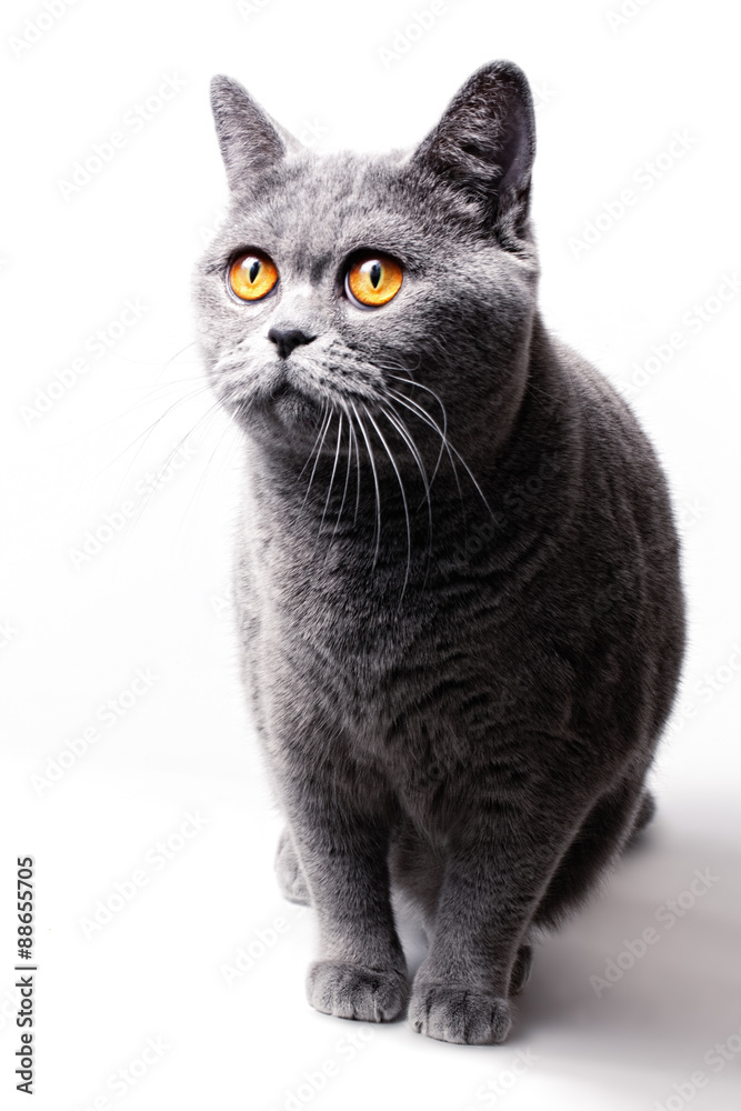 Naklejka gray British cat with yellow eyes