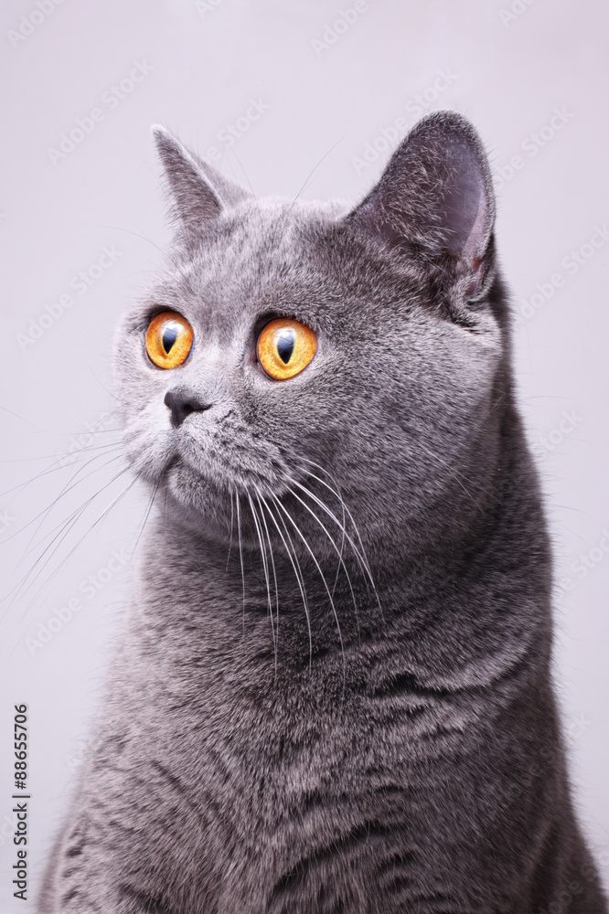 Gray shorthair British cat with bright yellow eyes