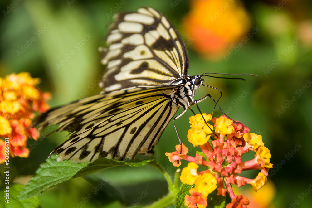 Tree Nymph butterfly on a flower Tree Nymph butterfly on a flower