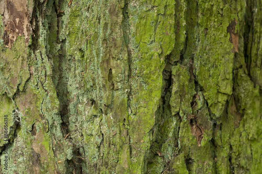 tree bark background tree bark background