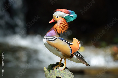 Mandarin duck