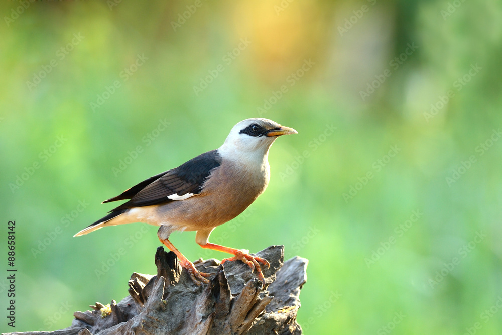 Bird (Vinous - breasted Starling) , Thailand Bird (Vinous - breasted Starling) , Thailand