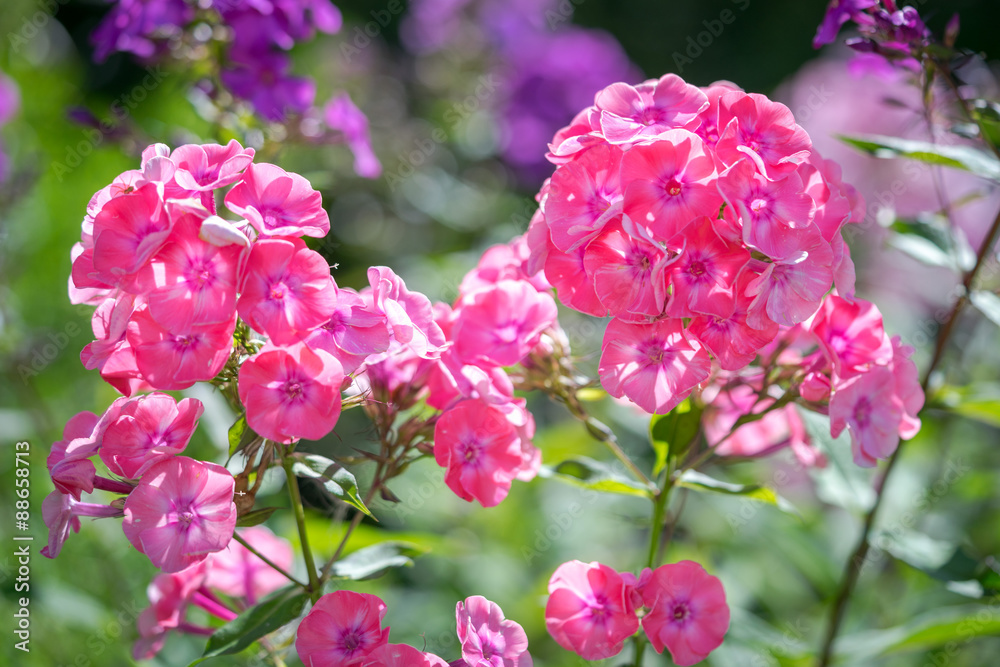 lovely deep pink phlox blossoms framed by dark green leaves lovely deep pink phlox blossoms framed by dark green leaves
