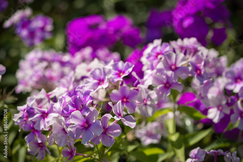 Phlox paniculata  Garden phlox  in bloom