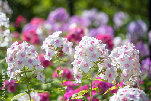 Foto Phlox paniculata (Garden phlox) in bloom