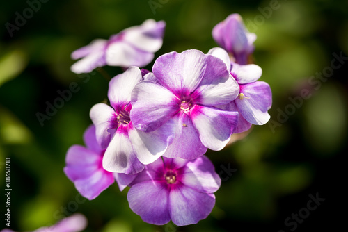 violet and white phlox