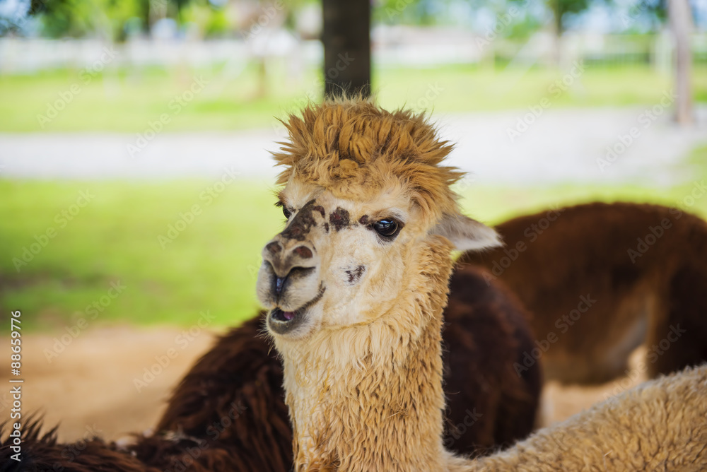 Obraz premium Funny Alpaca living in the farm ,Thailand.