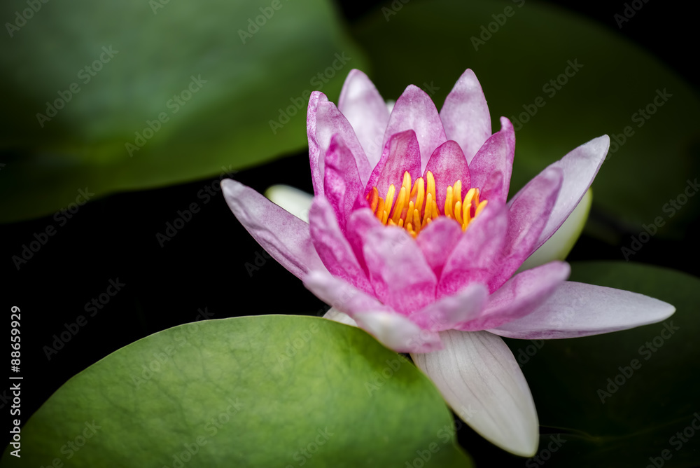 beautiful pink waterlily or lotus flower in pond. beautiful pink waterlily or lotus flower in pond.