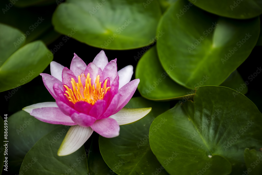 beautiful pink waterlily or lotus flower in pond. beautiful pink waterlily or lotus flower in pond.