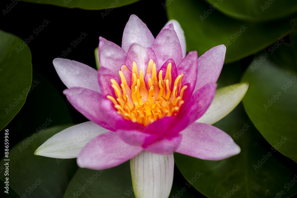 beautiful pink waterlily or lotus flower in pond. beautiful pink waterlily or lotus flower in pond.