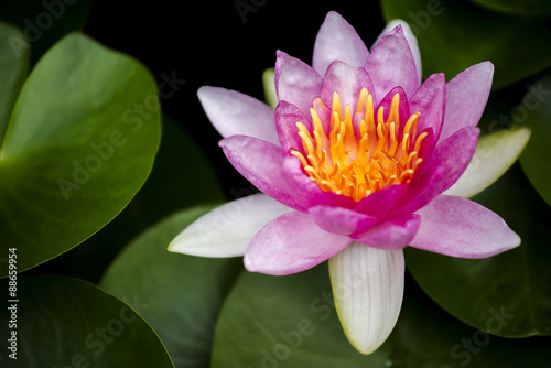 beautiful pink waterlily or lotus flower in pond.