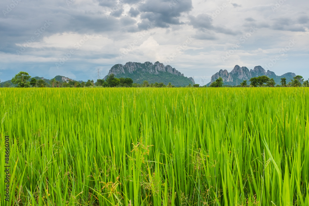 paddy field in thailand