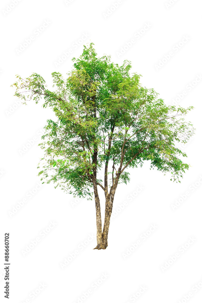 Obraz premium Tree isolated on white background