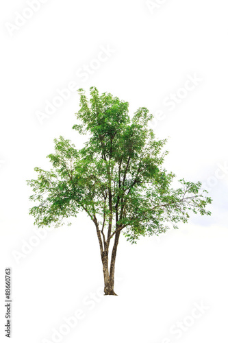 Tree isolated on white background