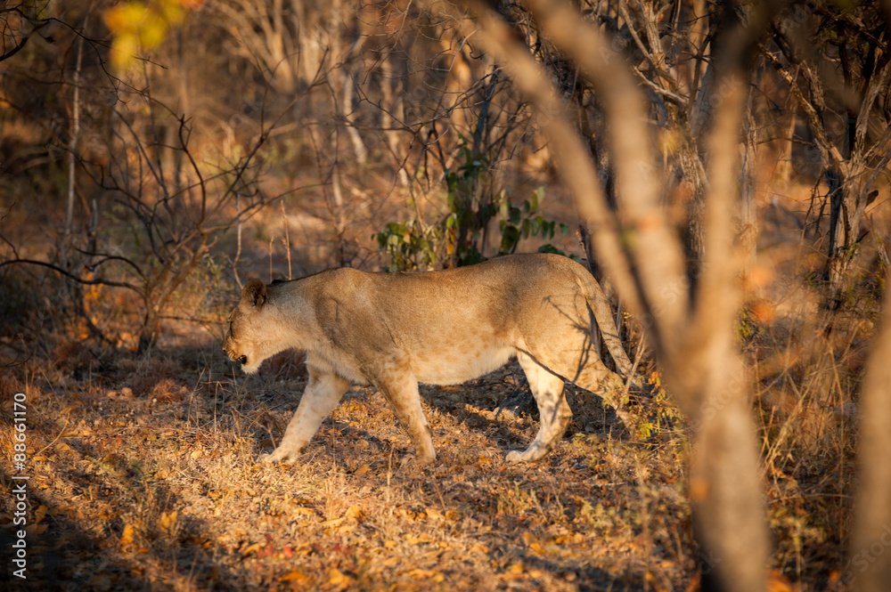 Naklejka premium young lion hunting