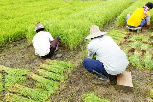 farmers with rice seedlings