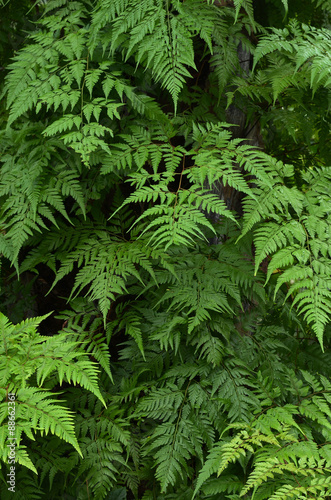 Fototapeta Naklejka Na Ścianę i Meble -  natural low-key leaf background, natural background, garden bush