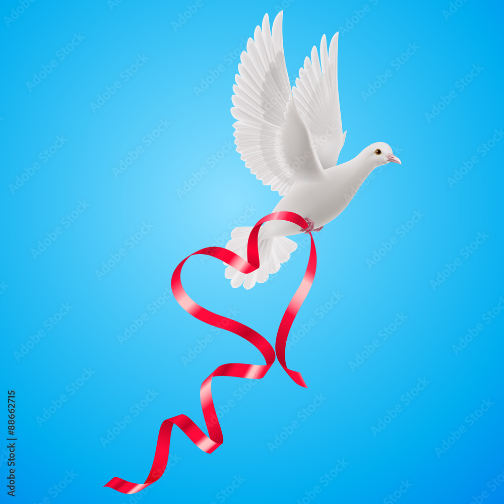 Fototapeta premium Dove
