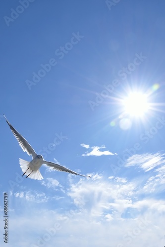 青色の空を飛ぶ白色の鳥