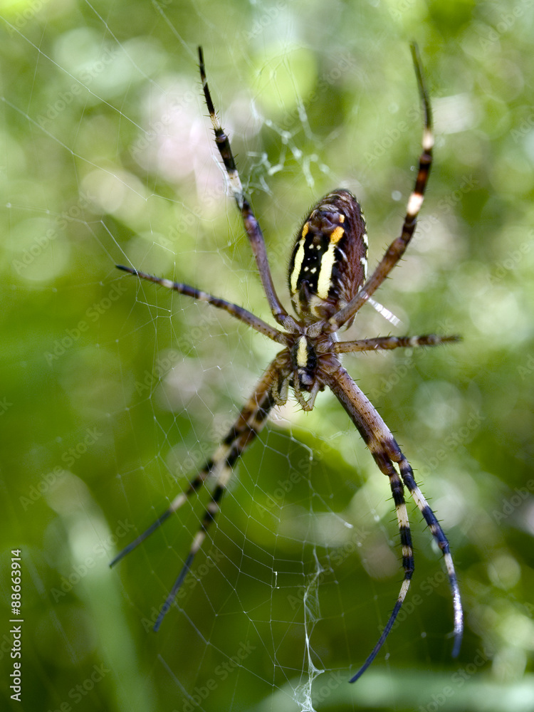 Female of Argiope bruennichi, the wasp spider, ventral view Female of Argiope bruennichi, the wasp spider, ventral view