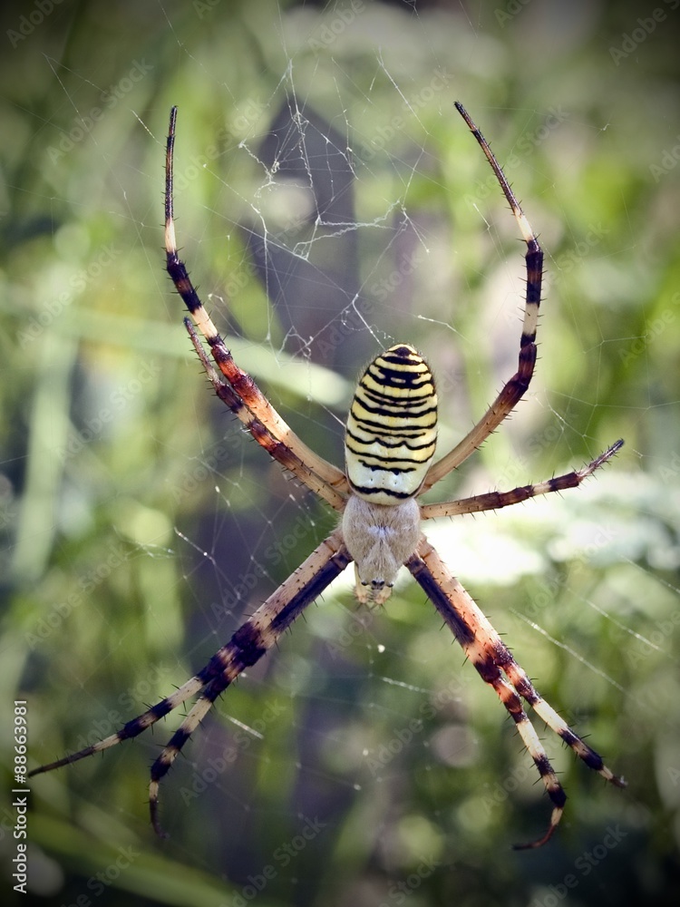Female of Argiope bruennichi, the wasp spider, dorsal view Female of Argiope bruennichi, the wasp spider, dorsal view