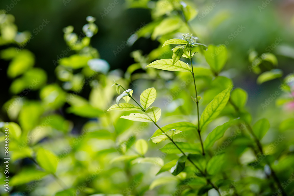 Beautiful green leaves