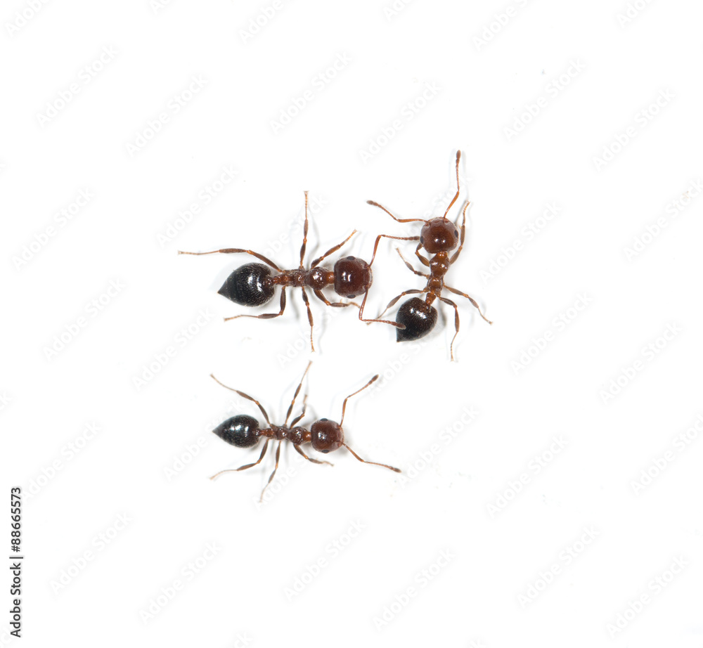 ants on a white background ants on a white background