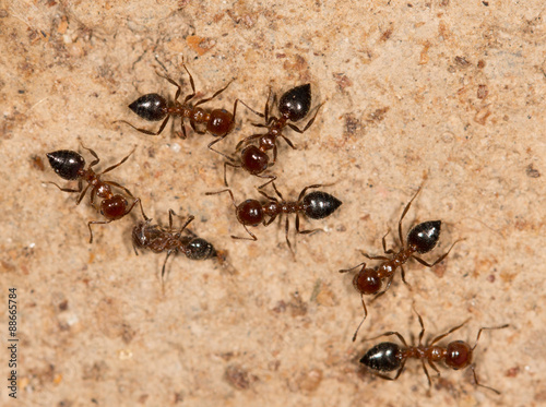 ants on a brown wall © studybos