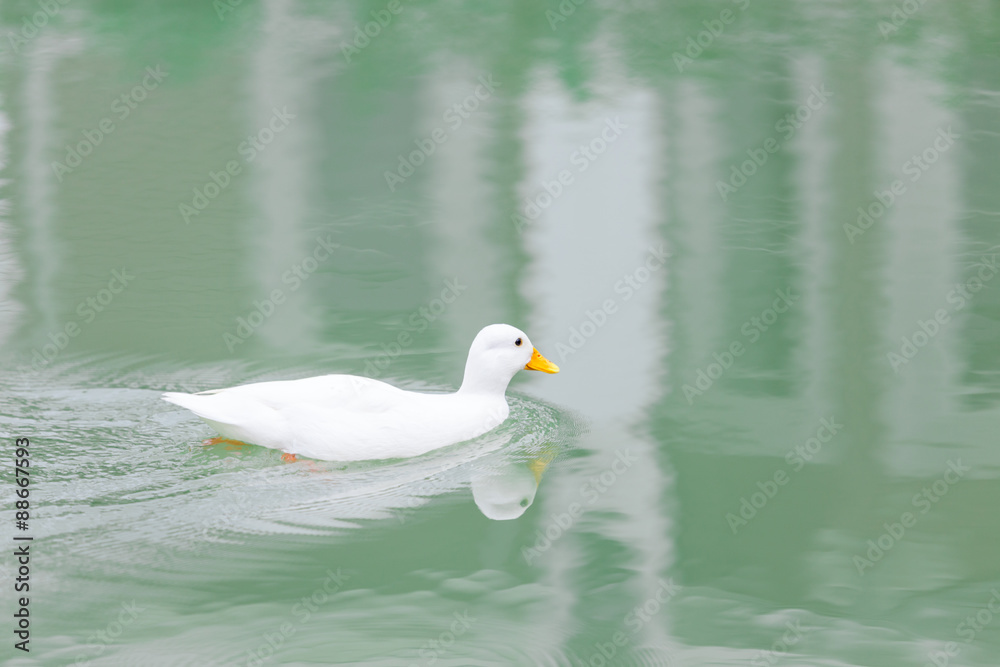 Obraz premium white duck
