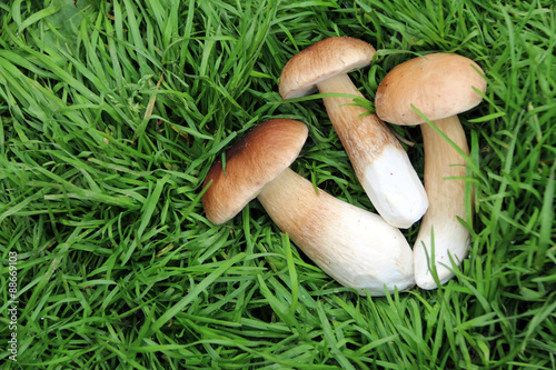 Белые грибы 2