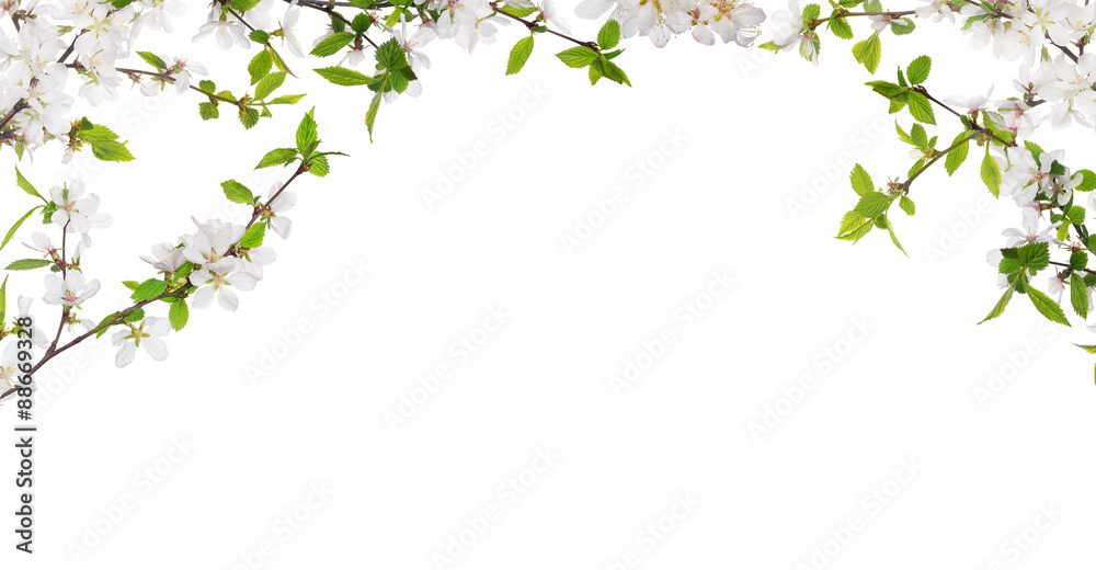 cherry tree blossoming isolated half frame cherry tree blossoming isolated half frame